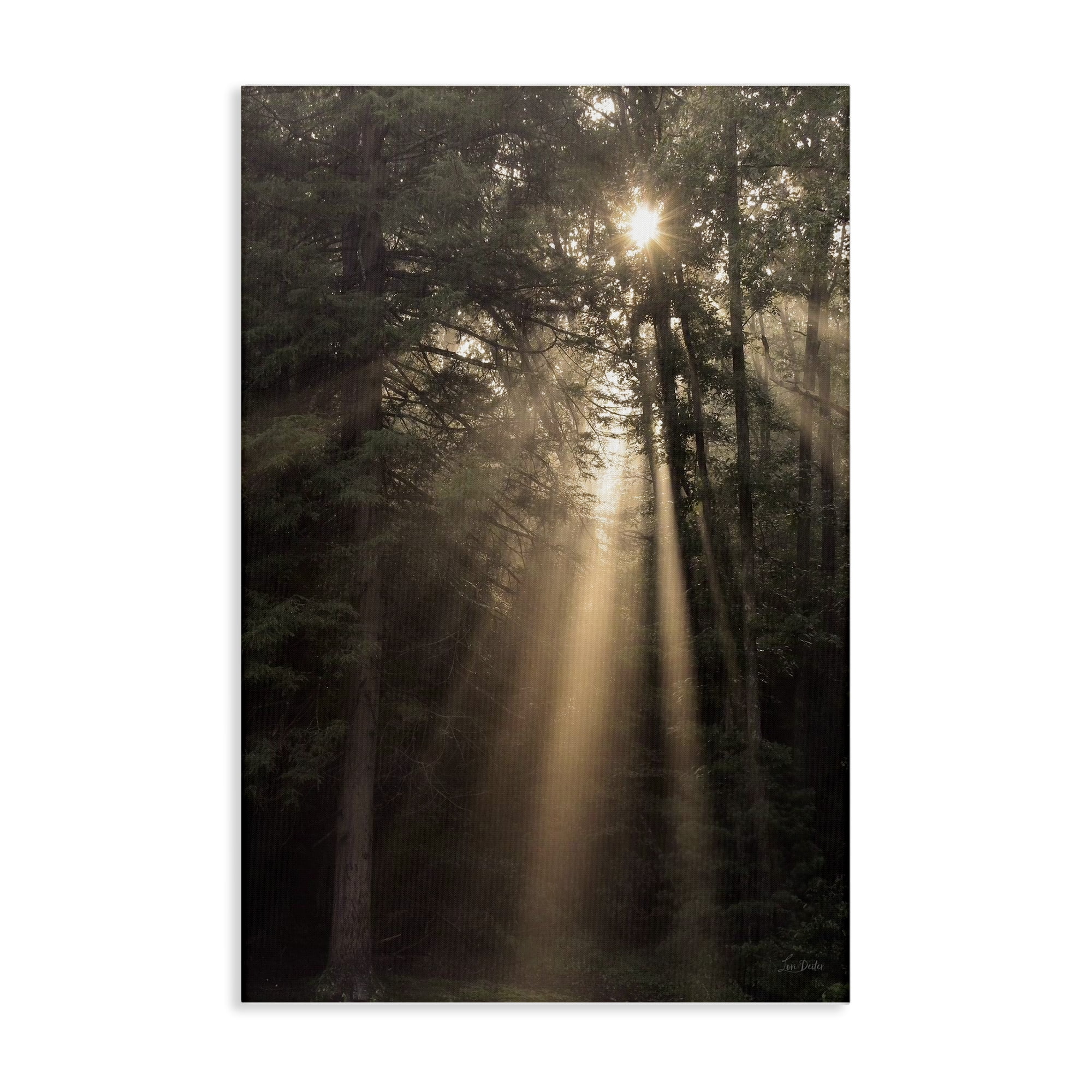 Stupell Industries Sunlight Through Tree Canopy Landscape & Nature Photography Wrapped Canvas Art Print Wall Art, 16 x 24