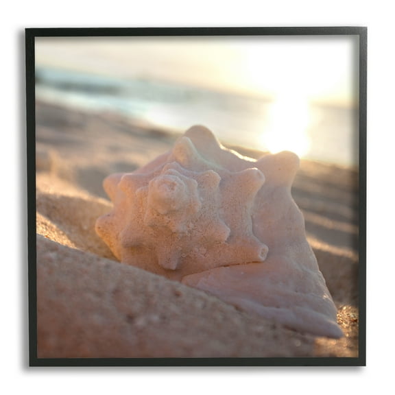 Stupell Industries Sunlit Conch Shell Nature Photography Black Framed Art Print Wall Art, 12 x 12