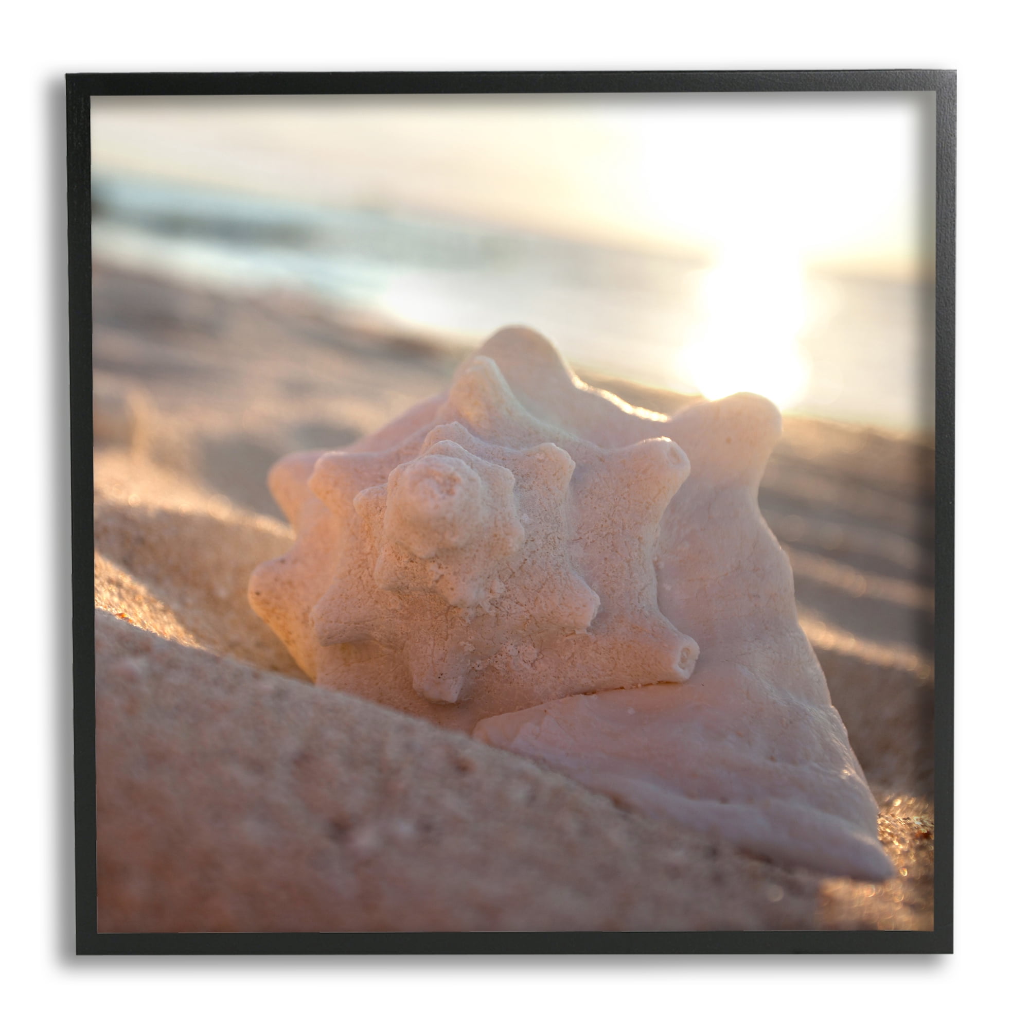 Stupell Industries Sunlit Conch Shell Nature Photography Black Framed Art Print Wall Art, 24 x 24