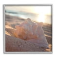 thumbnail image 1 of Stupell Industries Sunlit Conch Shell Nature Photography Gray Framed Art Print Wall Art, 12 x 12, 1 of 9