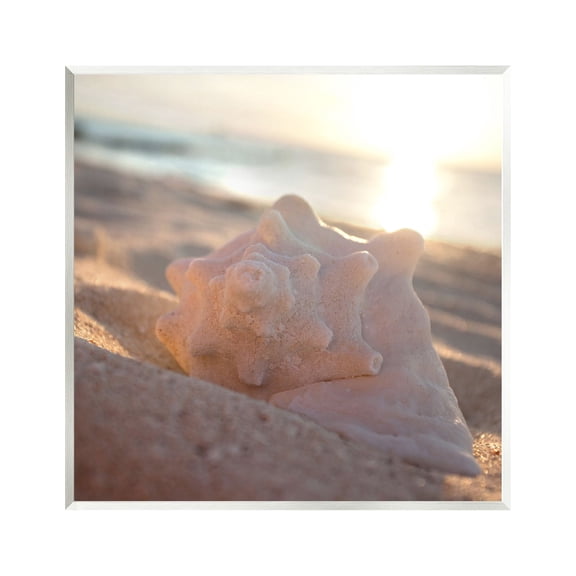 Stupell Industries Sunlit Conch Shell Nature Photography Unframed Art Print Wall Art, 12 x 12