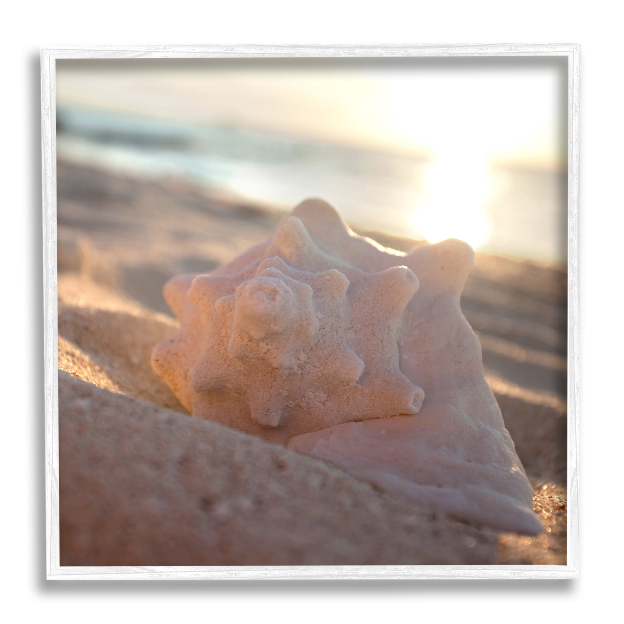 Stupell Industries Sunlit Conch Shell Nature Photography White Framed Art Print Wall Art, 12 x 12