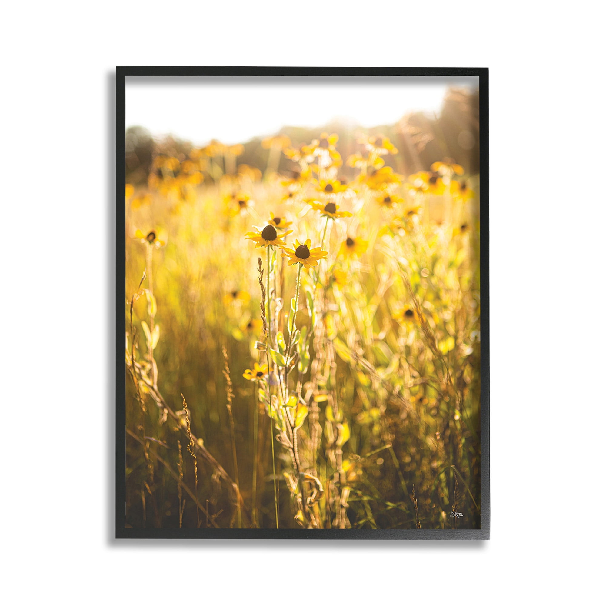 Stupell Industries Sunlit Daisy Meadow Landscape Photography Black Framed Art Print Wall Art, 11 x 14