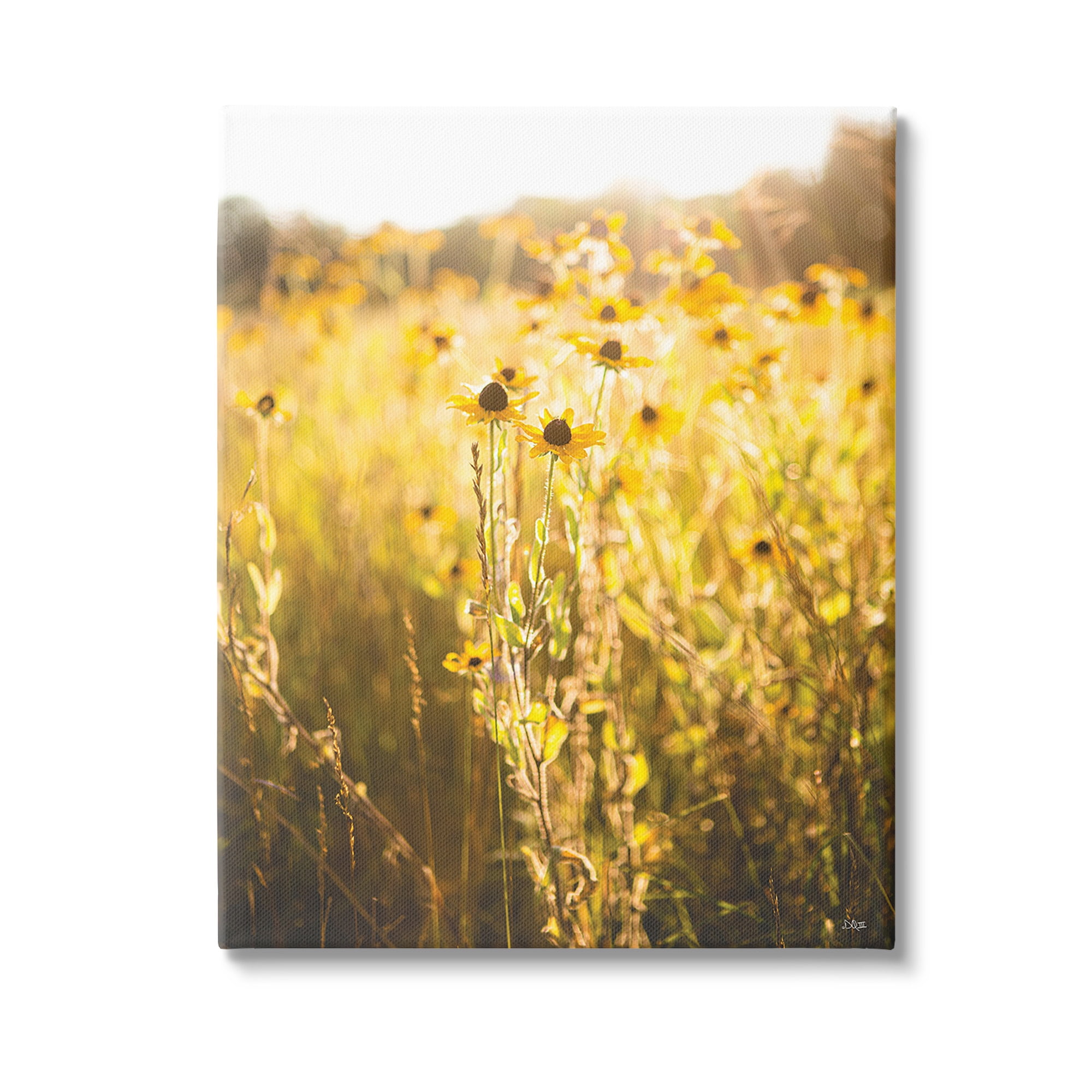 Stupell Industries Sunlit Daisy Meadow Landscape Photography Gallery Wrapped Canvas Art Print Wall Art, 24 x 30