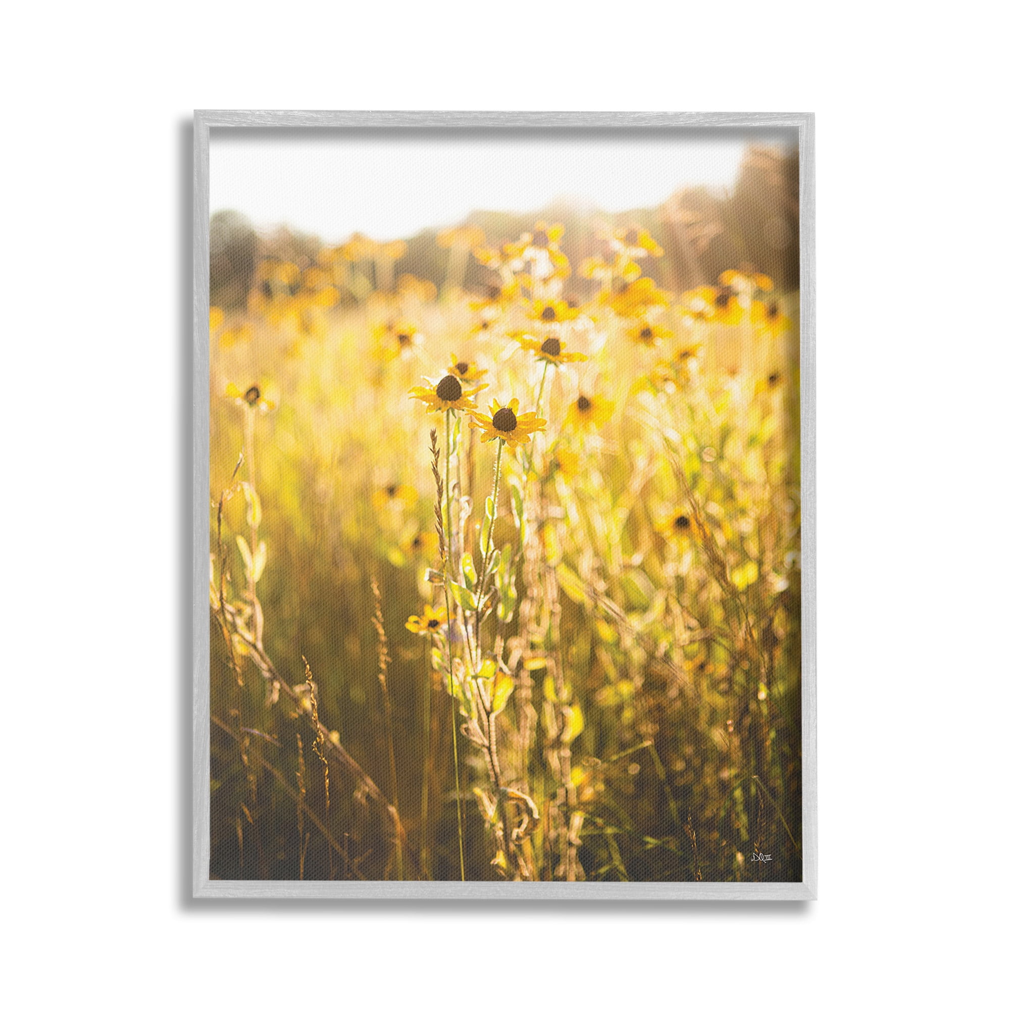 Stupell Industries Sunlit Daisy Meadow Landscape Photography Gray Framed Art Print Wall Art, 16 x 20