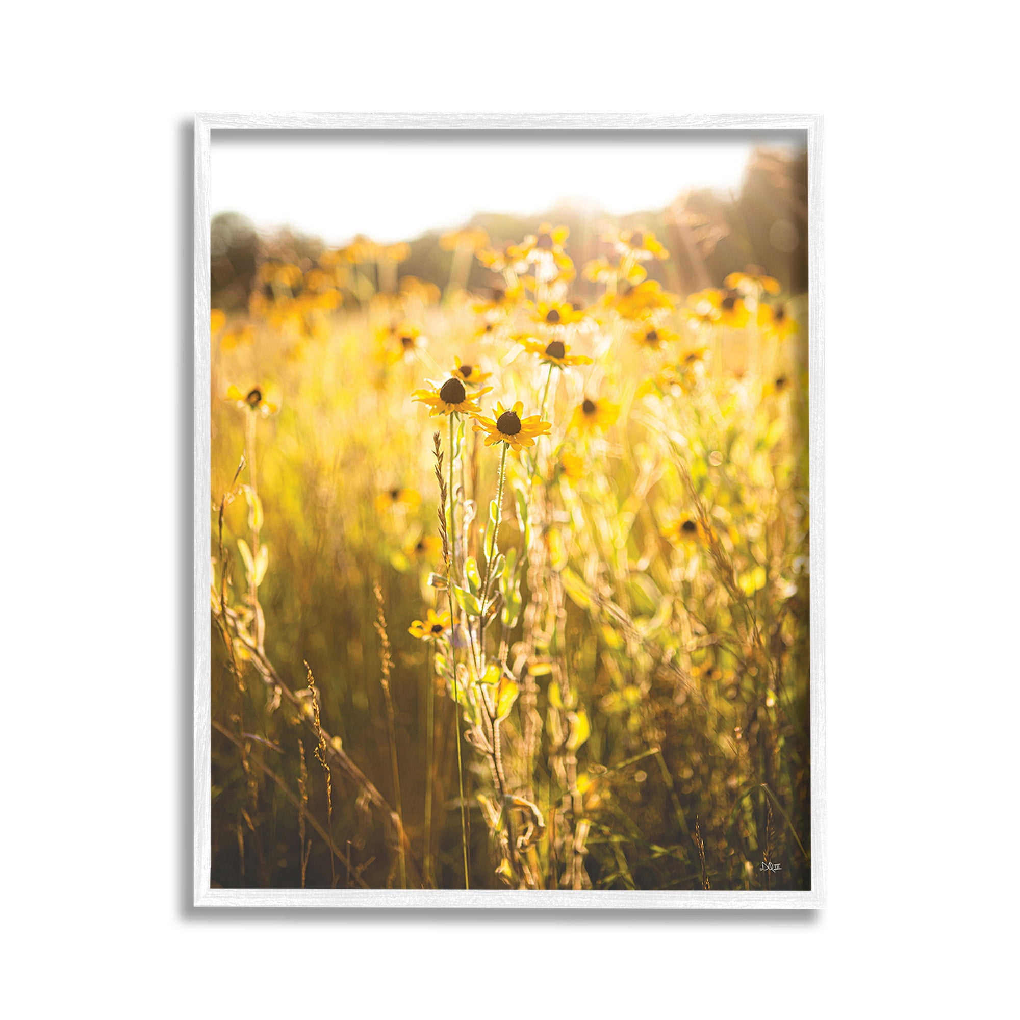 Stupell Industries Sunlit Daisy Meadow Landscape Photography White Framed Art Print Wall Art, 11 x 14