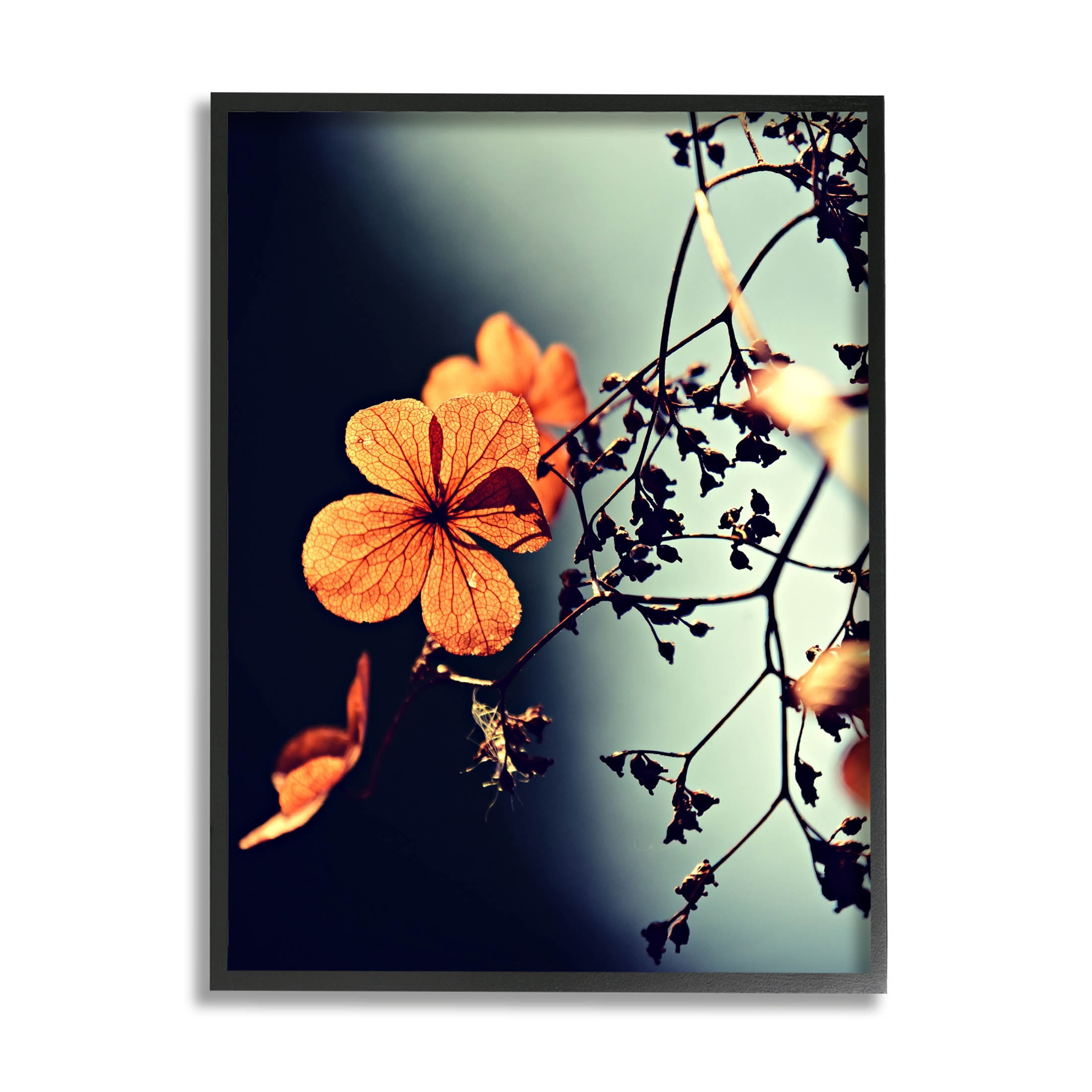 Stupell Industries Sunlit Detailed Floral Petals Photograph Black Framed Art Print Wall Art, Design by Lil' Rue