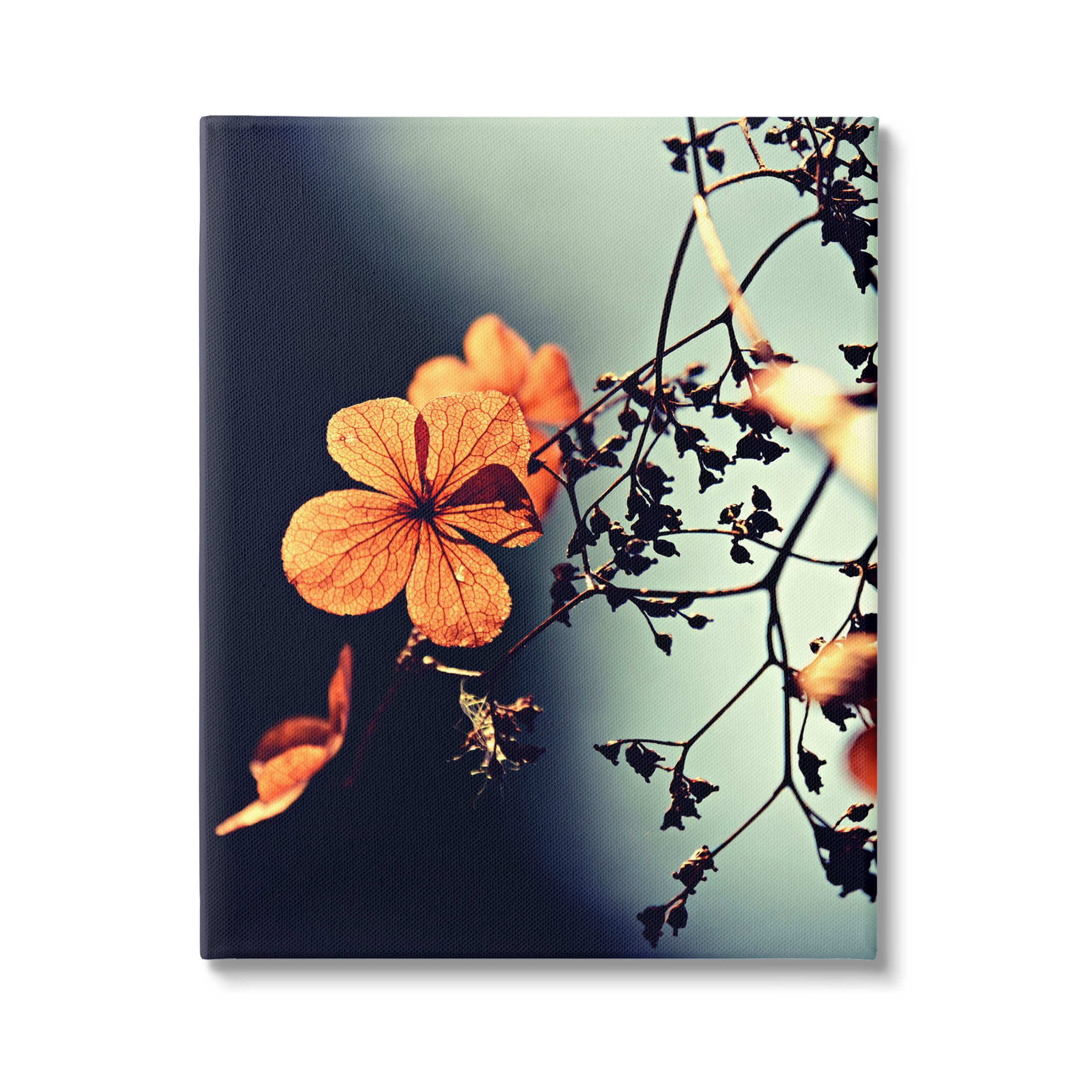 Stupell Industries Sunlit Detailed Floral Petals Photograph Gallery Wrapped Canvas Print Wall Art, Design by Lil' Rue