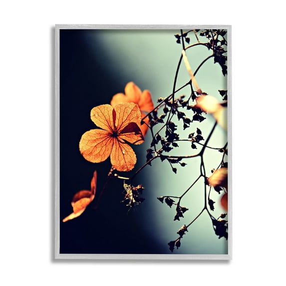 Stupell Industries Sunlit Detailed Floral Petals Photograph Gray Framed Art Print Wall Art, Design by Lil' Rue