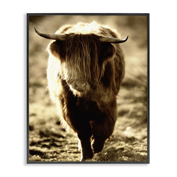 Stupell Industries Farmhouse Sunlit Highland Longhorn Cattle Wandering Rural Countryside Black Framed Giclee Art, 11 x 14, by James Dobson