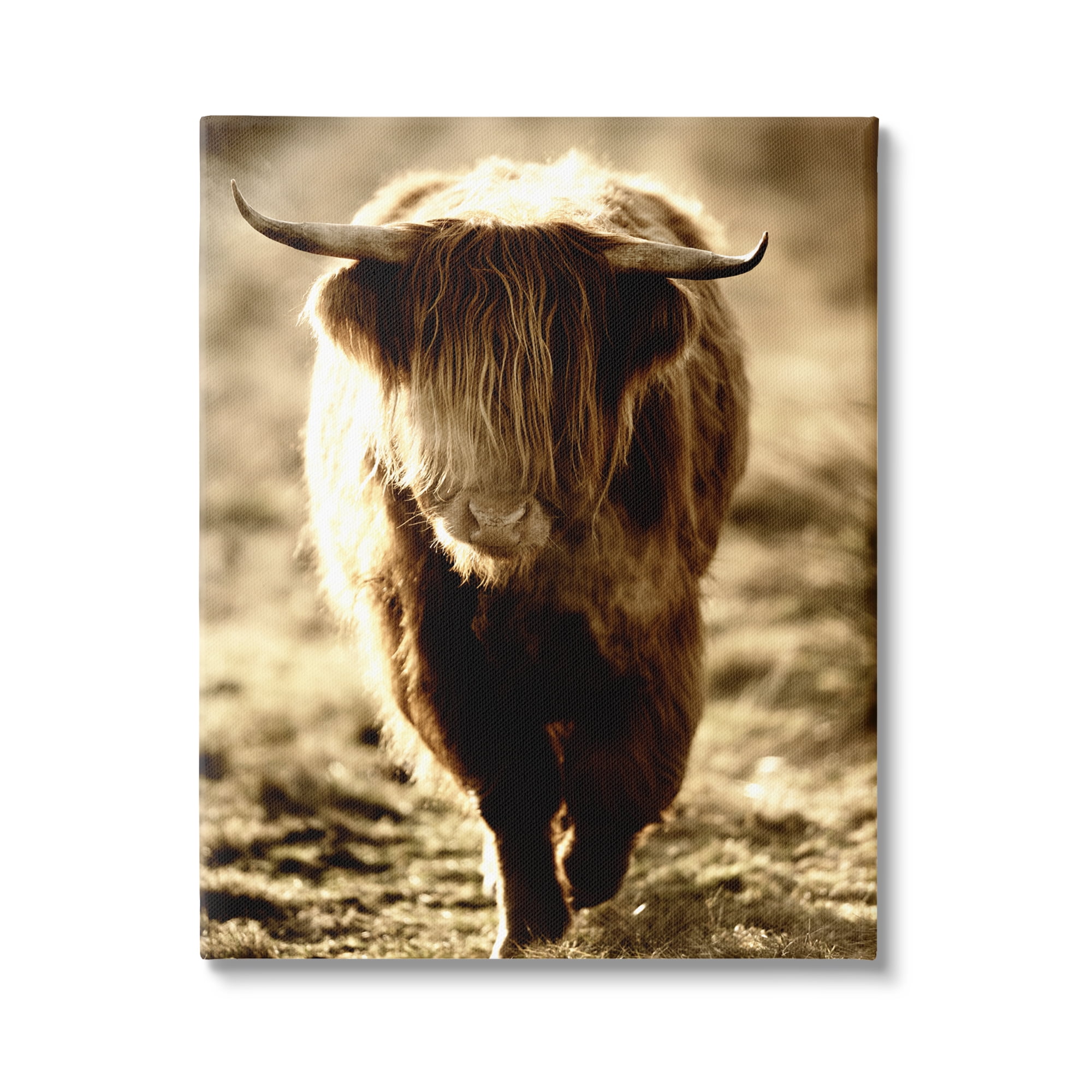 Stupell Industries Sunlit Highland Longhorn Cattle Wandering Rural Countryside Photograph Gallery Wrapped Canvas Print Wall Art, Design by James Dobson
