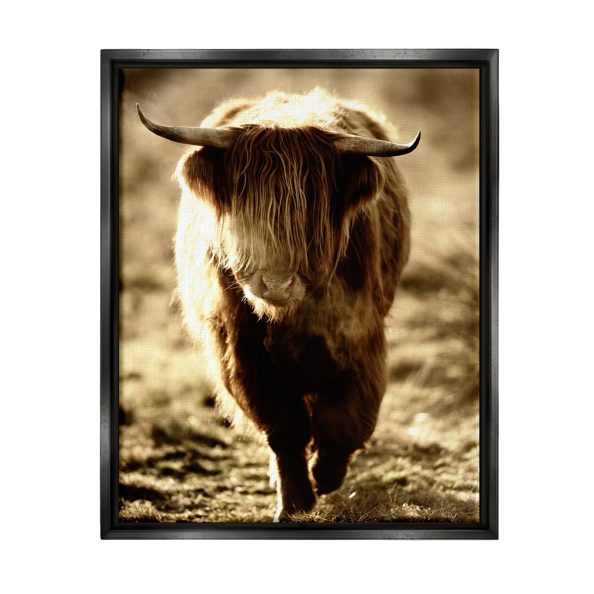 Stupell Industries Sunlit Highland Longhorn Cattle Wandering Rural Countryside Photograph Jet Black Floating Framed Canvas Print Wall Art, Design by James Dobson