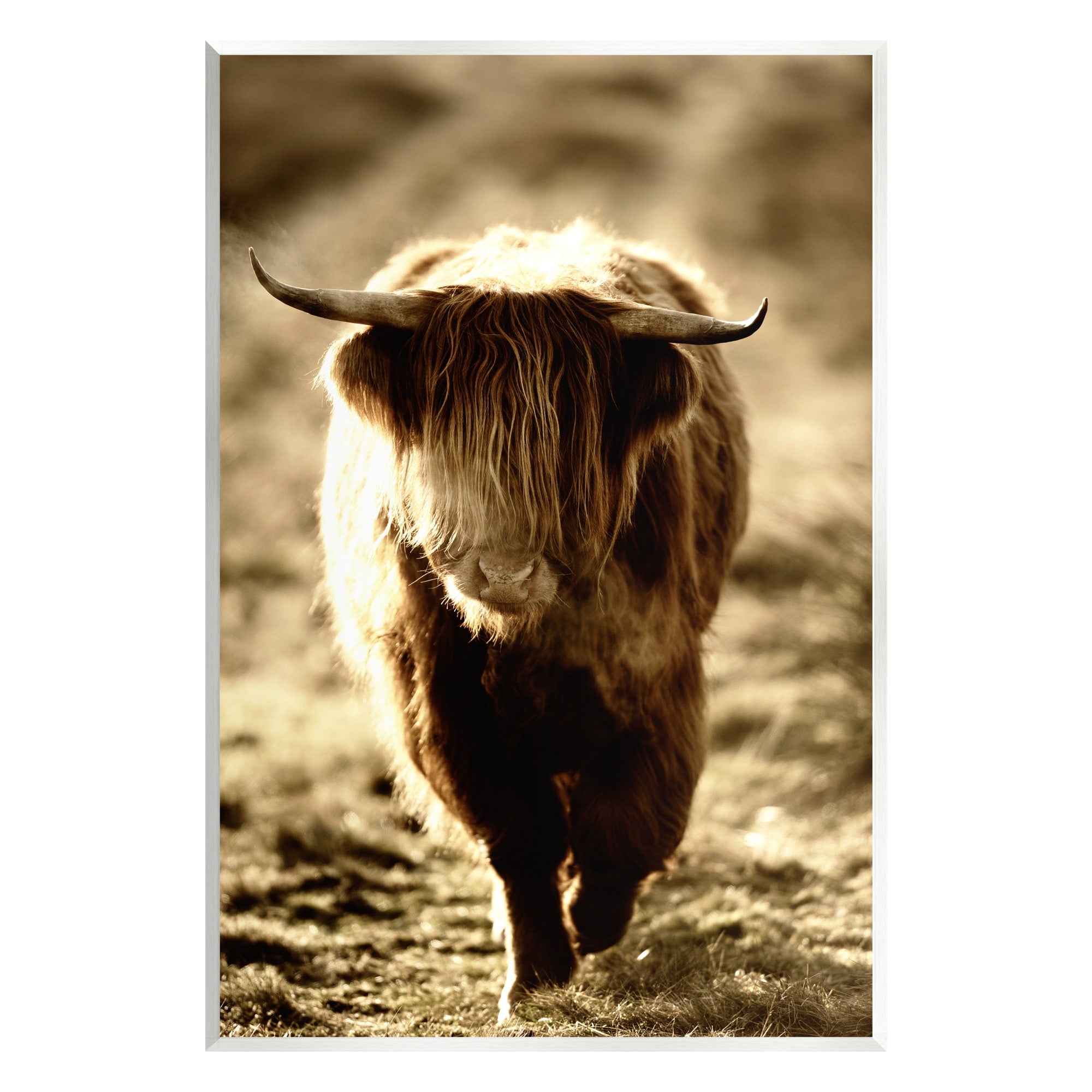 Stupell Industries Sunlit Highland Longhorn Cattle Wandering Rural Countryside Photograph Unframed Art Print Wall Art, Design by James Dobson
