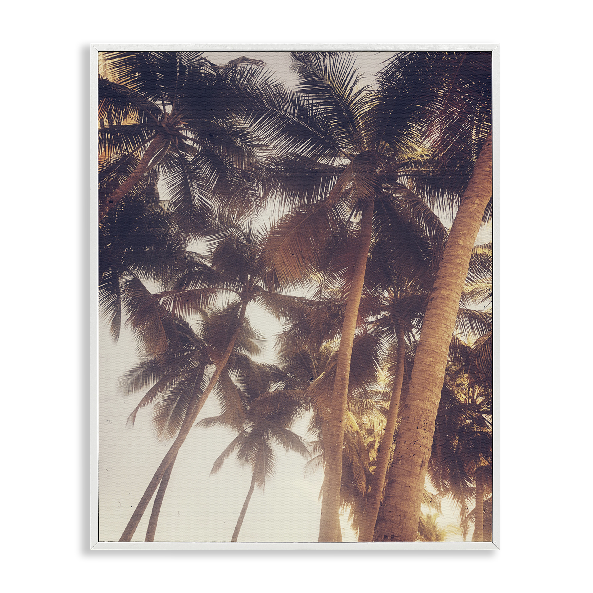 Stupell Industries Sunlit Palm Tree Plants & Flowers Photography White Framed Art Print Wall Art, 11 x 14