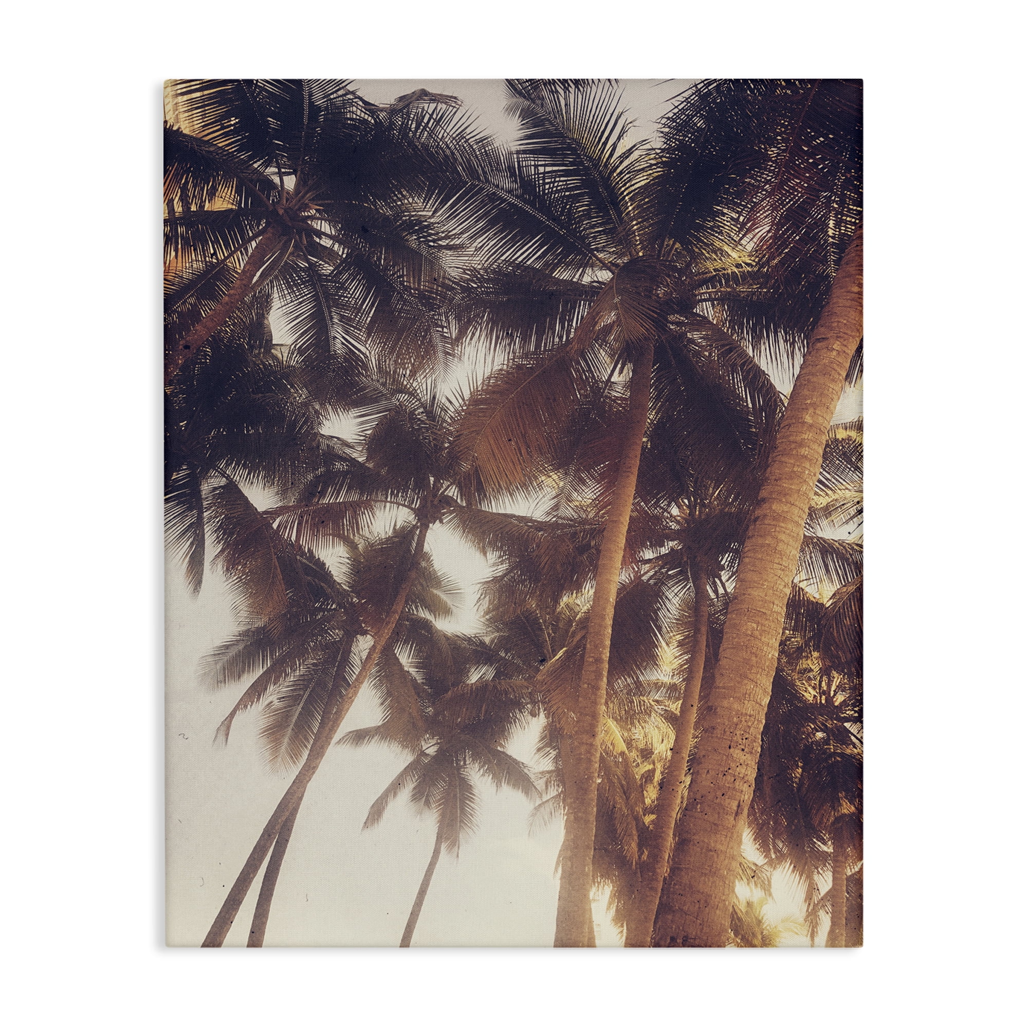 Stupell Industries Sunlit Palm Tree Plants & Flowers Photography Wrapped Canvas Art Print Wall Art, 30 x 40