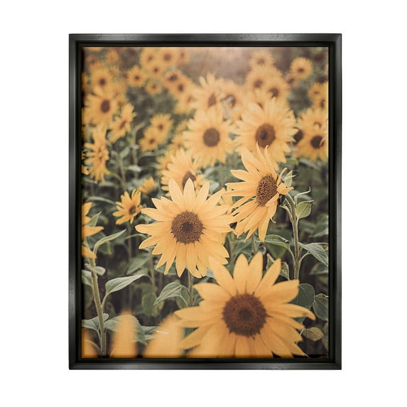 Stupell Industries Sunlit Sunflower Field Botanical & Floral Photography Black Floater Framed Art Print Wall Art, 25 x 31