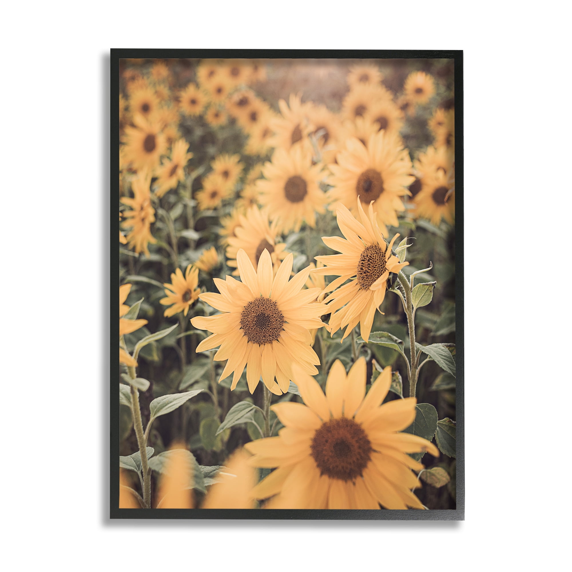 Stupell Industries Sunlit Sunflower Field Botanical & Floral Photography Black Framed Art Print Wall Art, 16 x 20