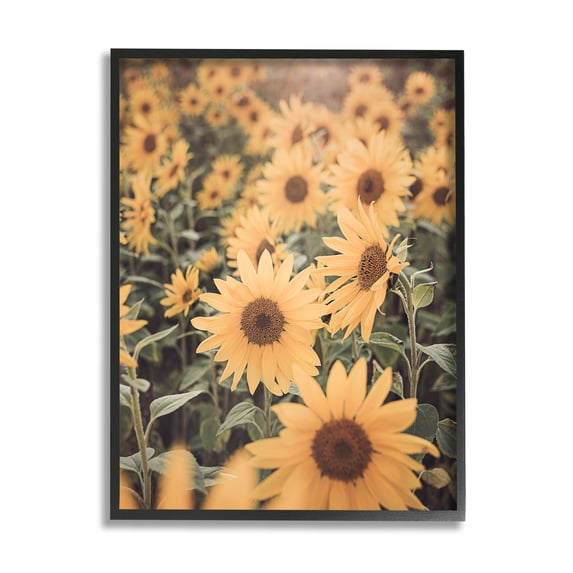 Stupell Industries Sunlit Sunflower Field Botanical & Floral Photography Black Framed Art Print Wall Art, 24 x 30