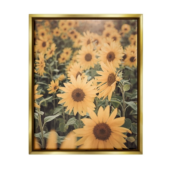 Stupell Industries Sunlit Sunflower Field Botanical & Floral Photography Gold Floater Framed Art Print Wall Art, 25 x 31