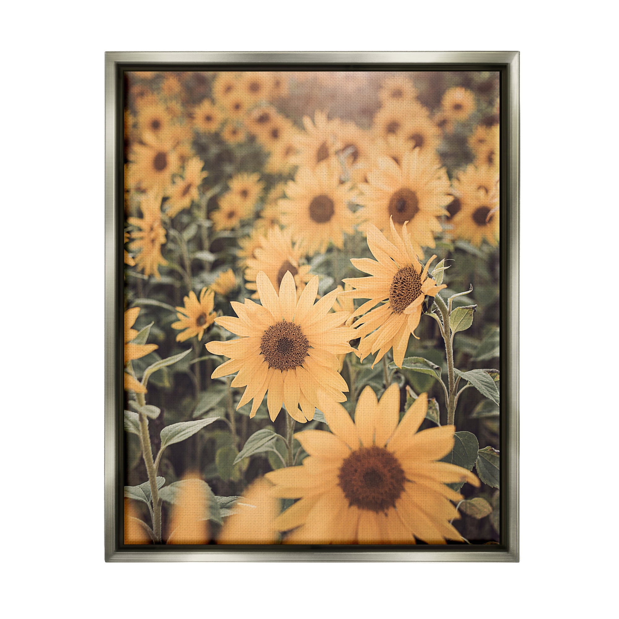 Stupell Industries Sunlit Sunflower Field Botanical & Floral Photography Gray Floater Framed Art Print Wall Art, 25 x 31
