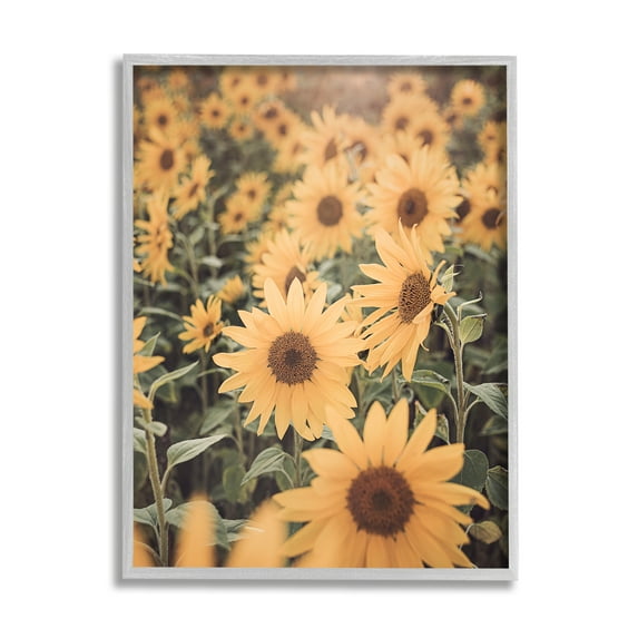 Stupell Industries Sunlit Sunflower Field Botanical & Floral Photography Gray Framed Art Print Wall Art, 24 x 30