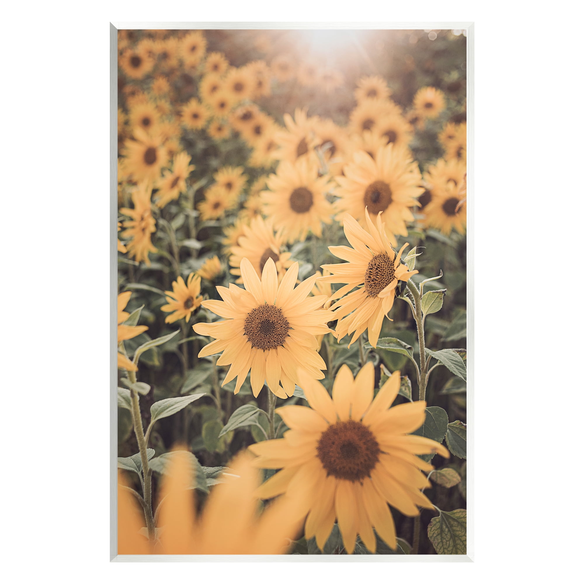 Stupell Industries Sunlit Sunflower Field Botanical & Floral Photography Unframed Art Print Wall Art, 13 x 19