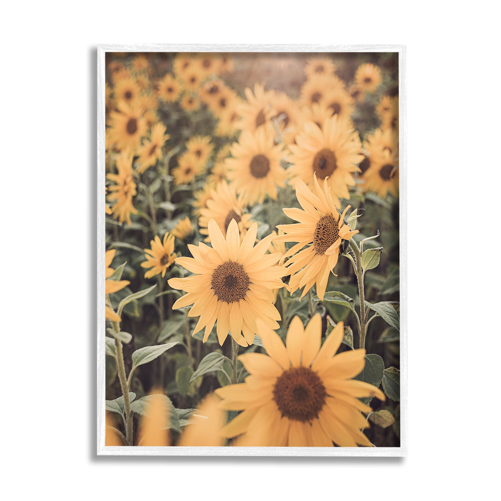 Stupell Industries Sunlit Sunflower Field Botanical & Floral Photography White Framed Art Print Wall Art, 16 x 20
