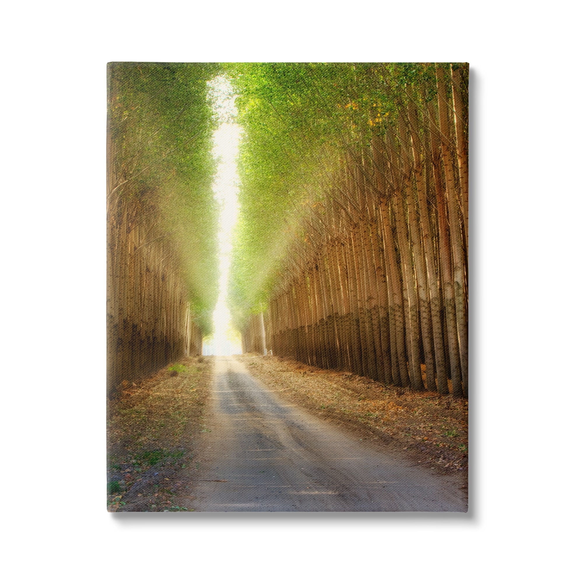 Sunlit Tree Grove Pathway Landscape Canvas Print, 16 x 20
