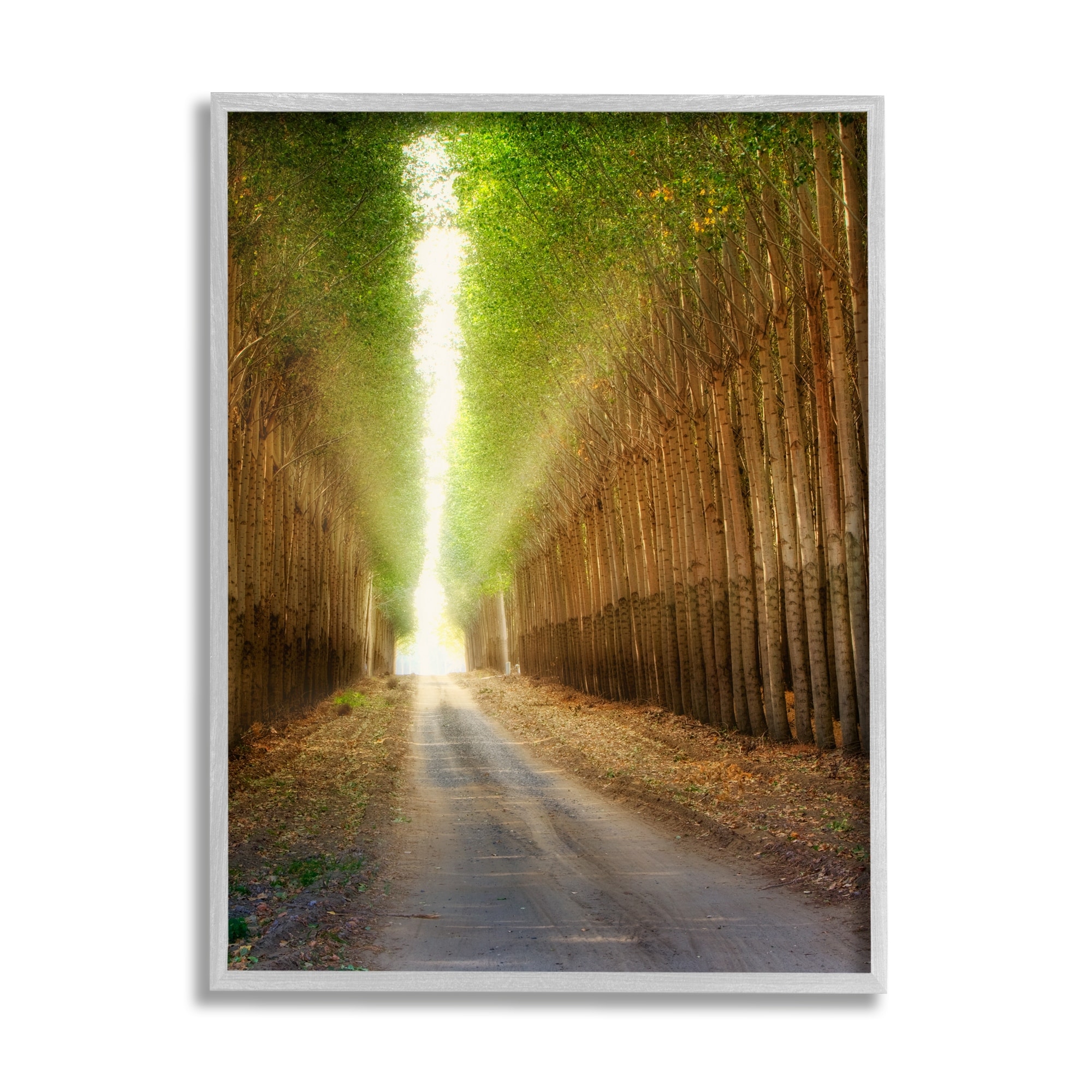 Stupell Industries Sunlit Tree Grove Pathway Landscape Photography Gray Framed Art Print Wall Art