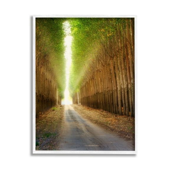 Stupell Industries Sunlit Tree Grove Pathway Landscape Photography White Framed Art Print Wall Art