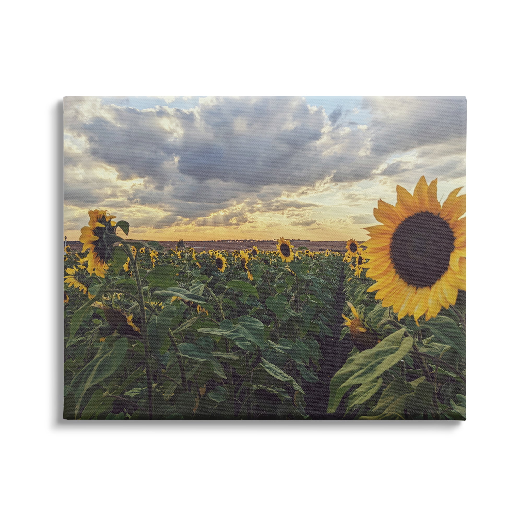 Stupell Industries Sunny Sunflower Patch Field Panoramic Cloudy Sky Canvas Wall Art, 20 x 16, Design by Kali Wilson