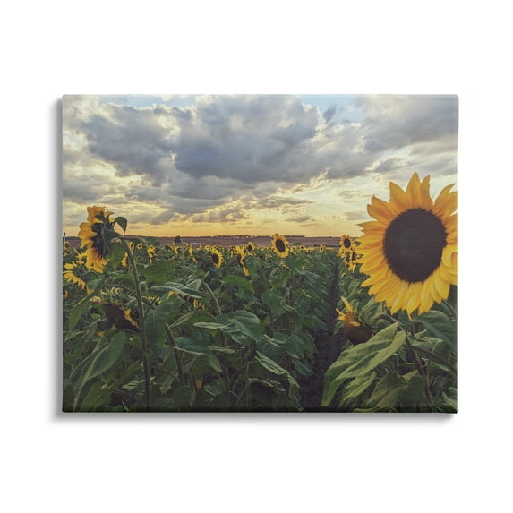 Stupell Industries Sunny Sunflower Patch Field Panoramic Cloudy Sky Canvas Wall Art, 48 x 36, Design by Kali Wilson