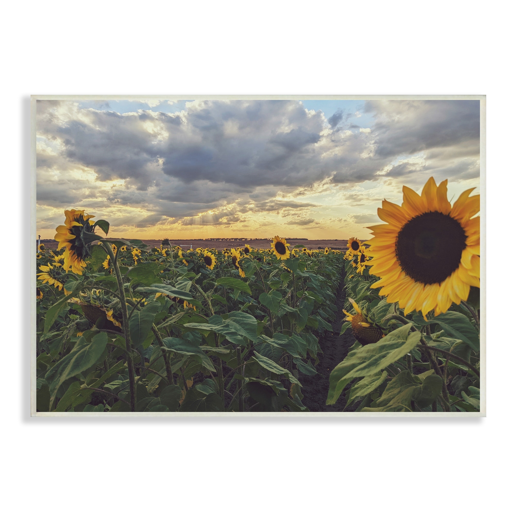 Stupell Industries Sunny Sunflower Patch Field Panoramic Cloudy Sky Wood Wall Art, 19 x 13, Design by Kali Wilson