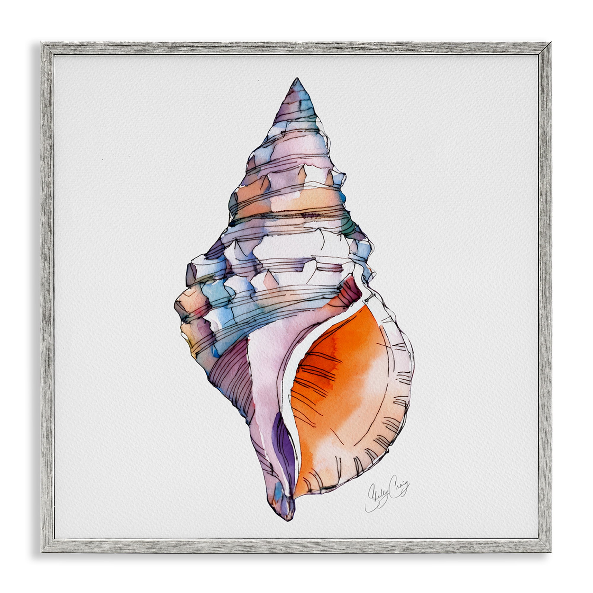 Stupell Industries Sunrise Conch Shell Gray Framed Giclee Art, design by Shelly Craig