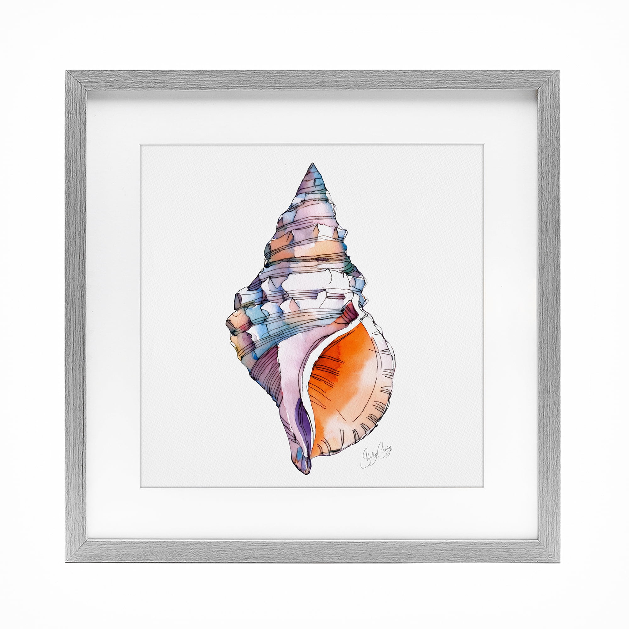 Stupell Industries Sunrise Conch Shell Gray Framed Print Under Glass, design by Shelly Craig