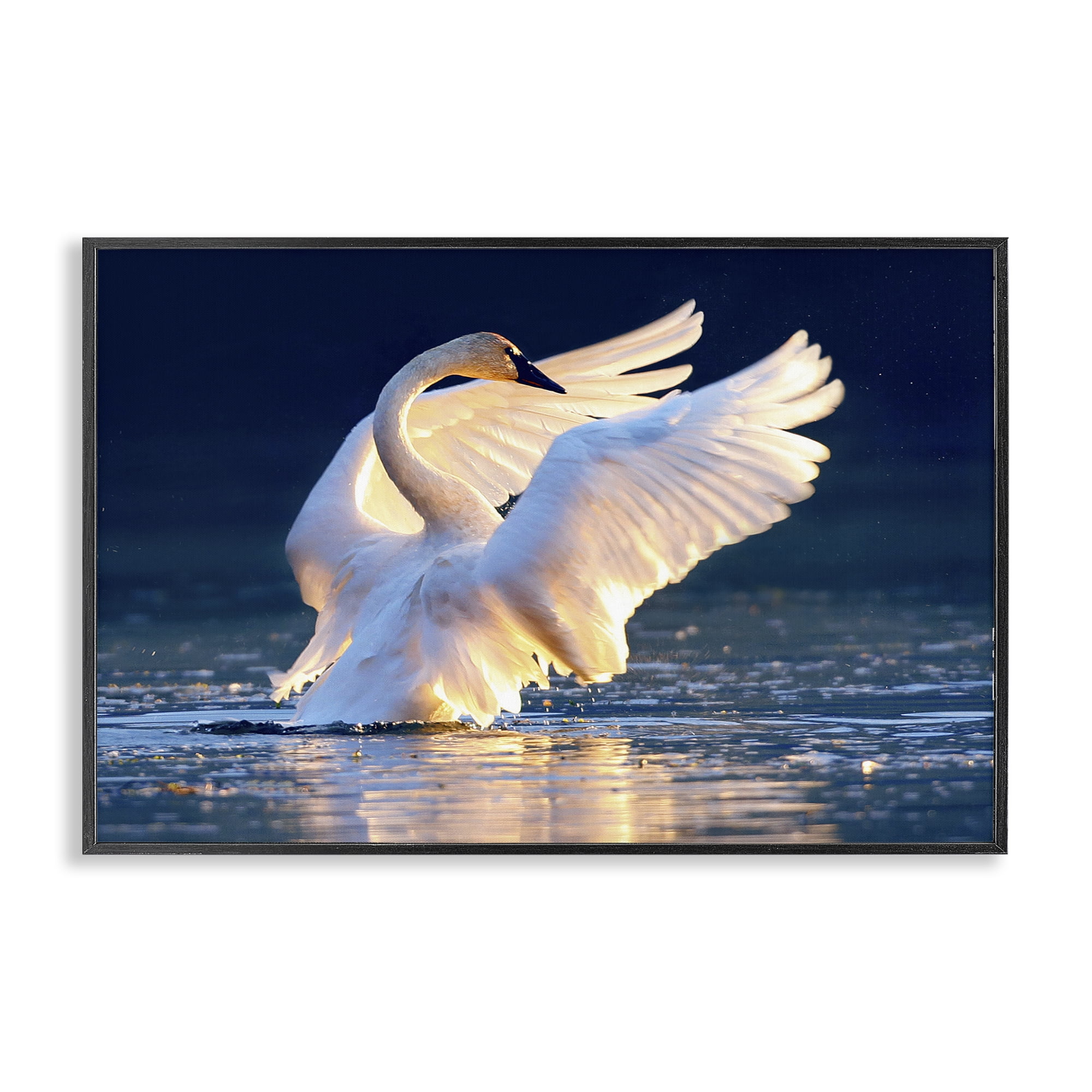Stupell Industries Sunset Symphony Swan Animals Photography Black Framed Art Print Wall Art, 24 x 16