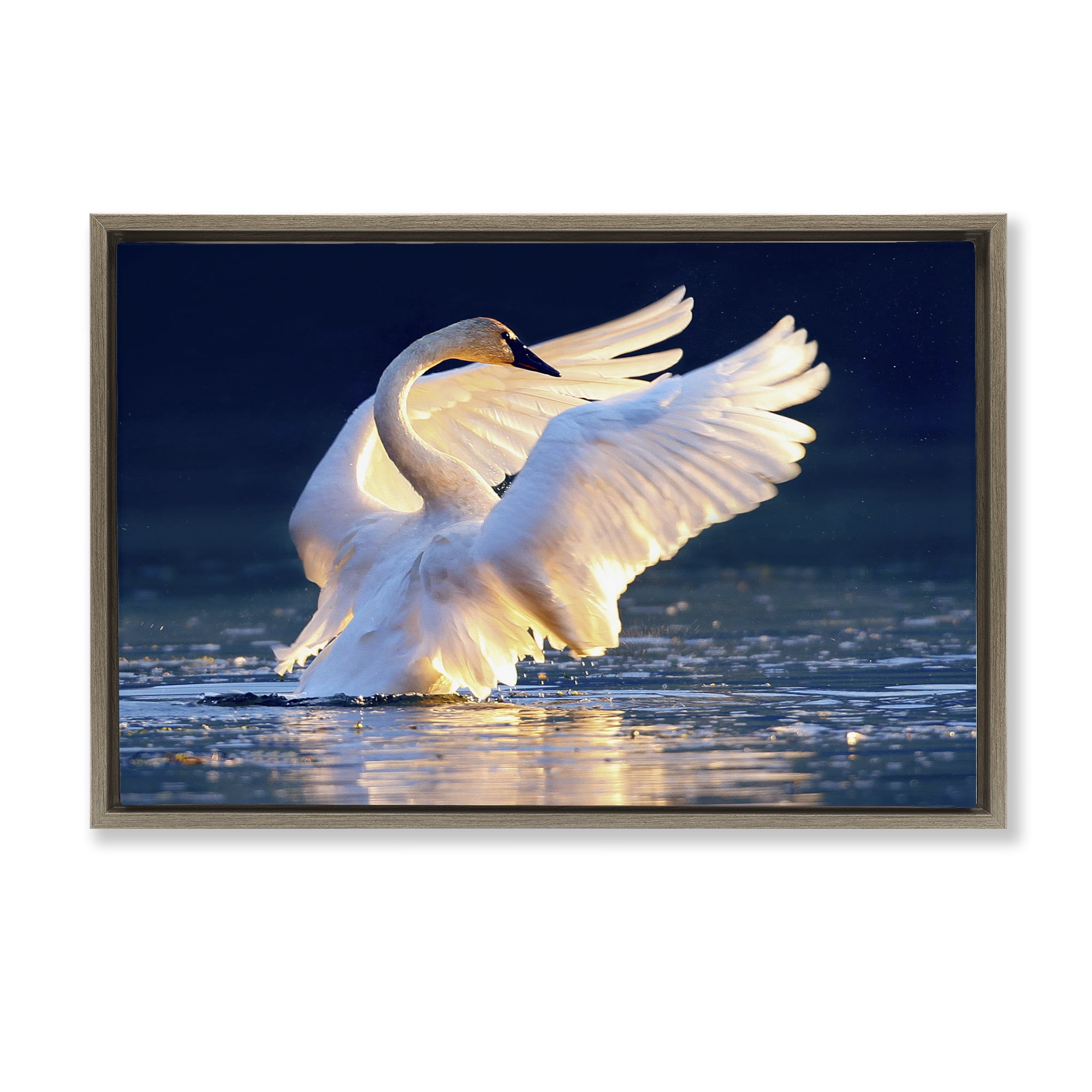 Stupell Industries Sunset Symphony Swan Animals Photography Brown Floater Framed Canvas Art Print Wall Art, 31 x 21