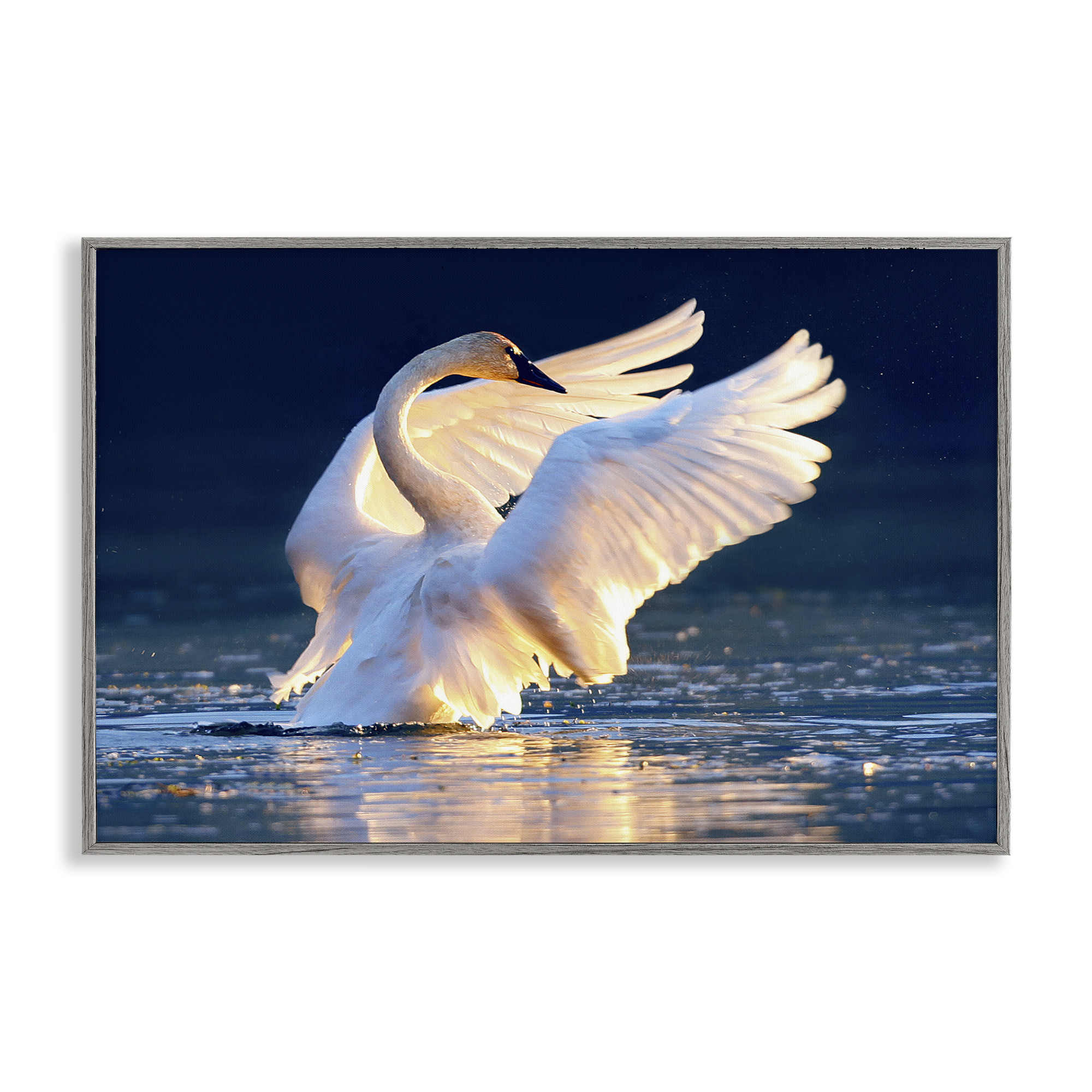 Stupell Industries Sunset Symphony Swan Animals Photography Gray Framed Art Print Wall Art, 30 x 20