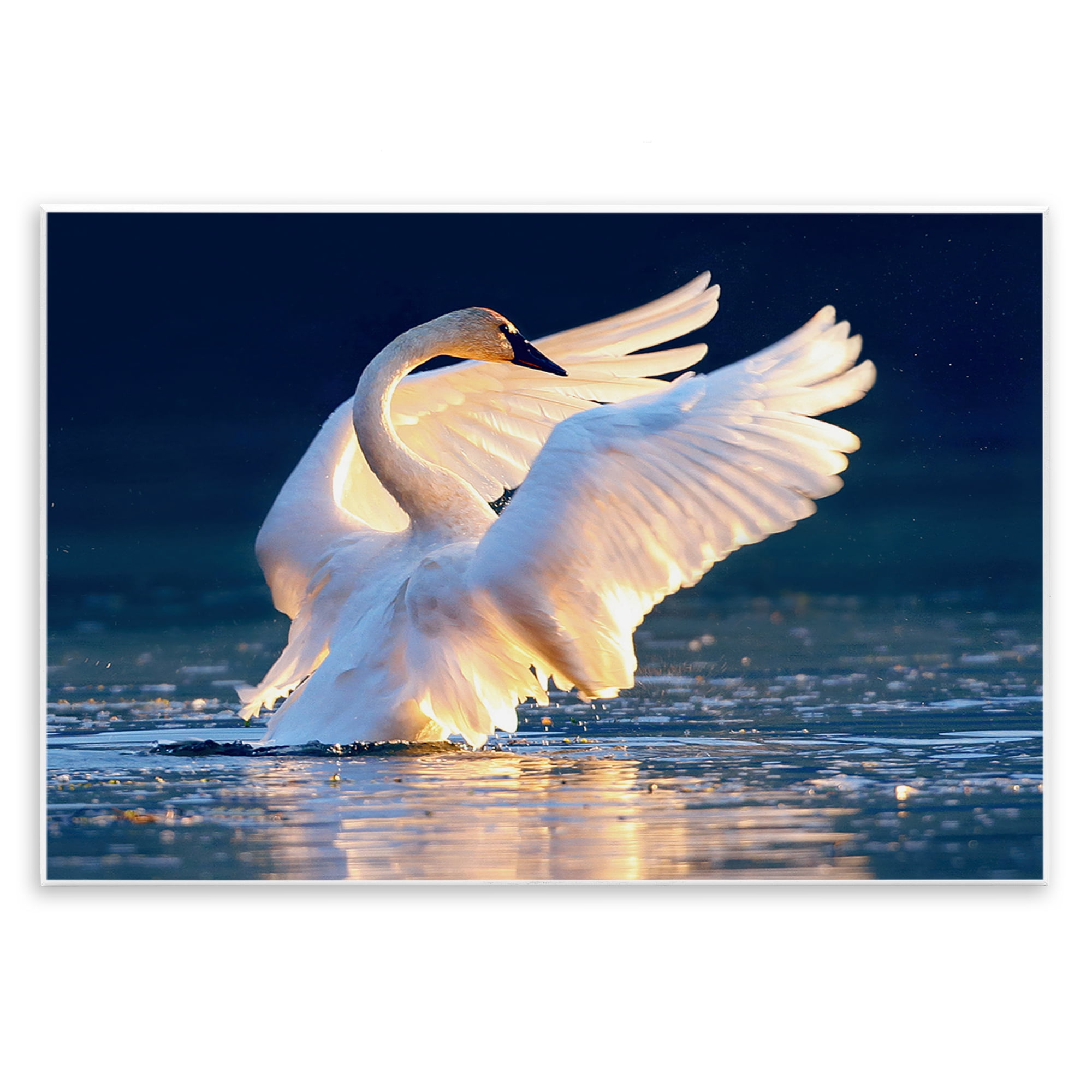 Stupell Industries Sunset Symphony Swan Animals Photography Unframed Art Print Wall Art, 15 x 10