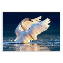 Stupell Industries Sunset Symphony Swan Animals Photography Unframed Art Print Wall Art, 15 x 10