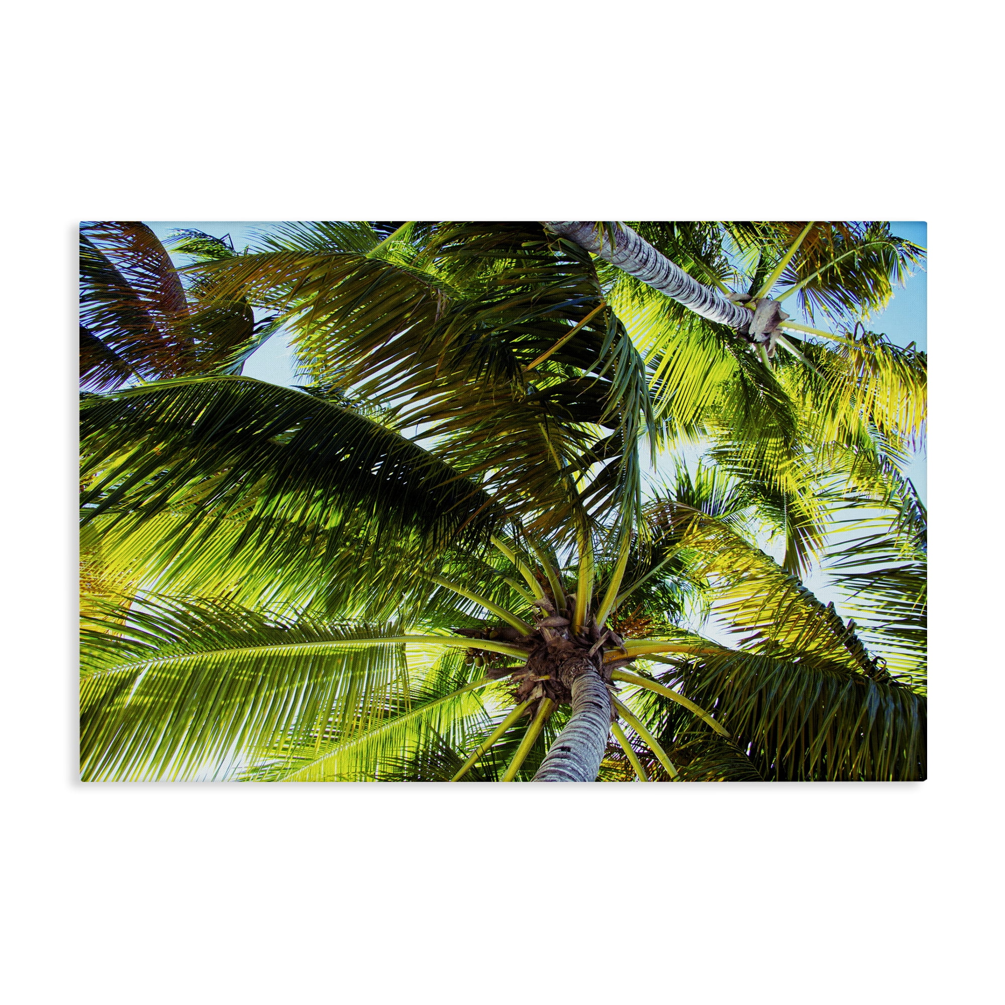 Stupell Industries Swaying Palm Leaves Botanical & Floral Photography Gallery Wrapped Canvas Art Print Wall Art, 30 x 20