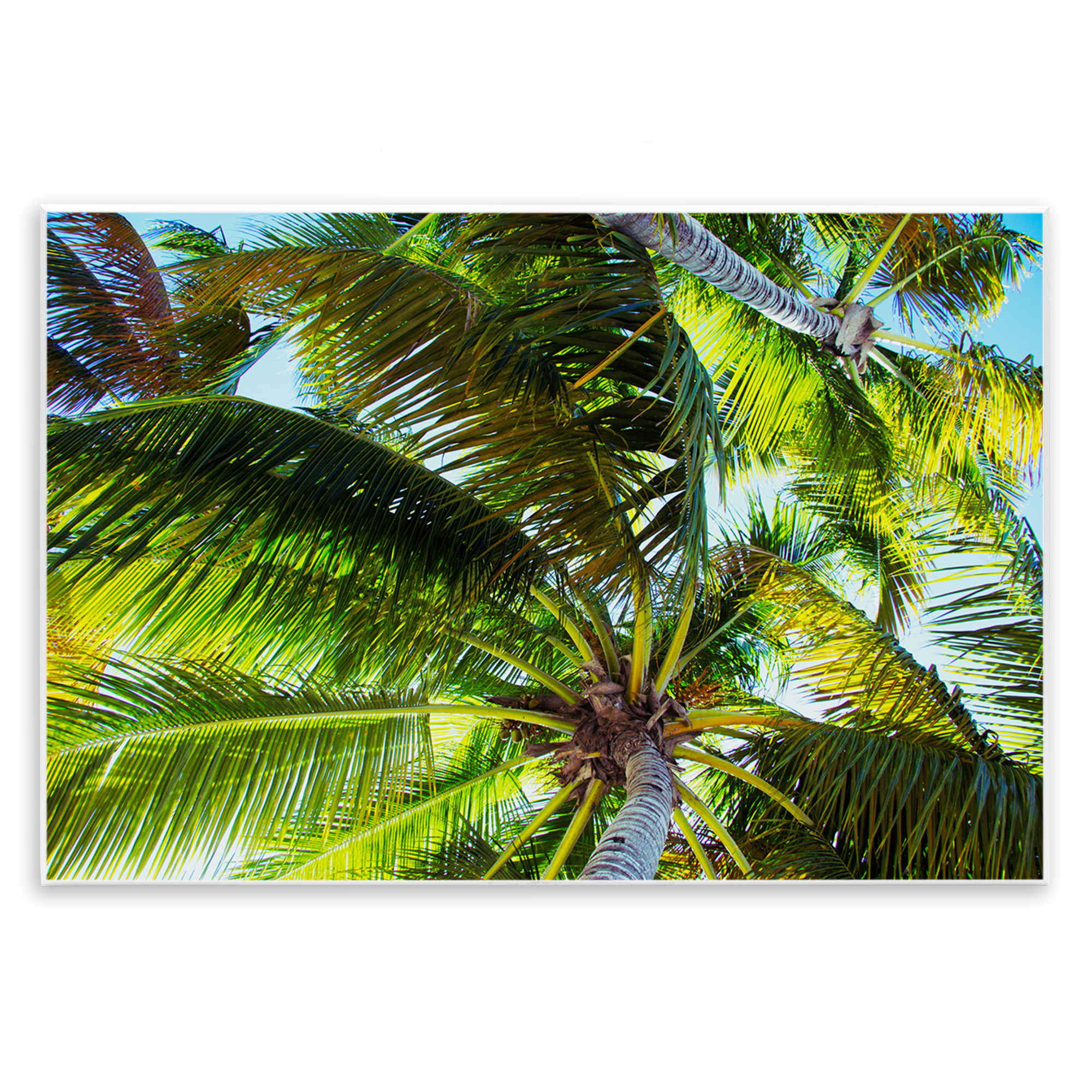 Stupell Industries Swaying Palm Leaves Botanical & Floral Photography Unframed Art Print Wall Art, 19 x 13