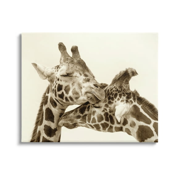Stupell Industries Sweet Cuddling Giraffes Sepia Wildlife Photography Portrait Photograph Gallery Wrapped Canvas Print Wall Art, Design by Carrie Ann Grippo-Pike
