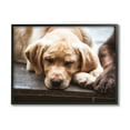 thumbnail image 1 of Stupell Industries Sweet Sleeping Dogs Resting Paws Animal Photography Photograph Black Framed Art Print Wall Art, Design by James Dobson, 1 of 5