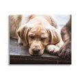 thumbnail image 1 of Stupell Industries Sweet Sleeping Dogs Resting Paws Animal Photography Photograph Gallery Wrapped Canvas Print Wall Art, Design by James Dobson, 1 of 7
