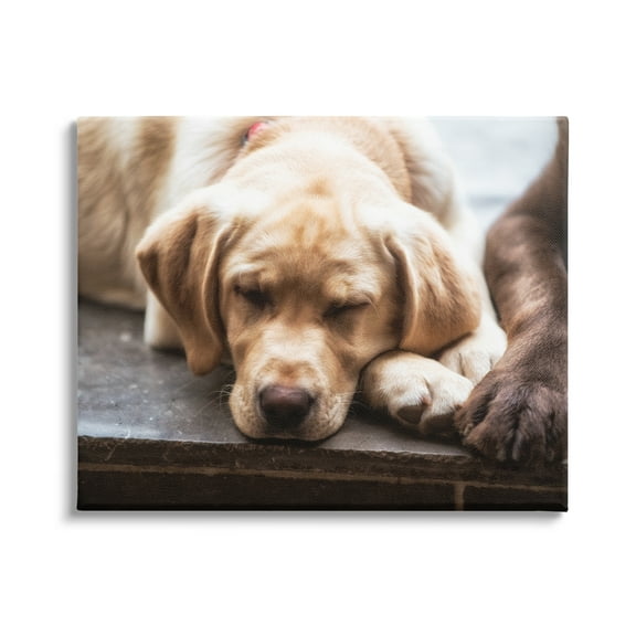 Stupell Industries Sweet Sleeping Dogs Resting Paws Animal Photography Photograph Gallery Wrapped Canvas Print Wall Art, Design by James Dobson