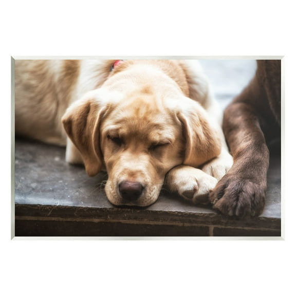 Stupell Industries Sweet Sleeping Dogs Resting Paws Animal Photography Photograph Unframed Art Print Wall Art, Design by James Dobson
