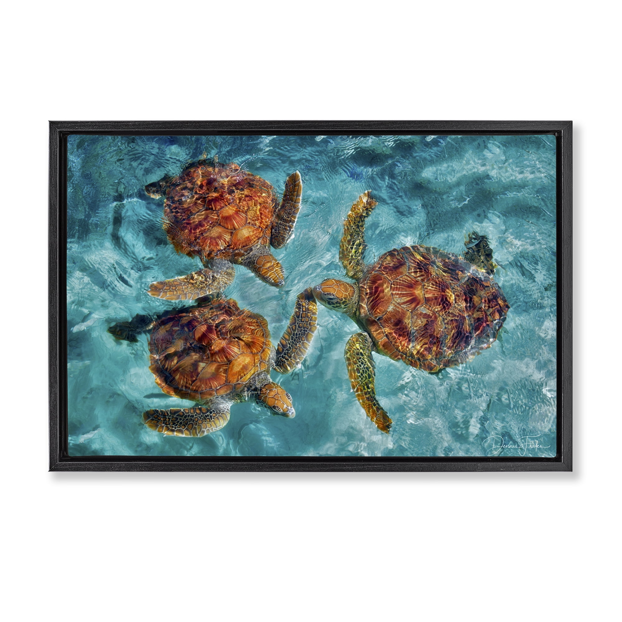 Stupell Industries Swimming Tortoise Trio Animals & Insects Painting Black Floater Framed Canvas Art Print Wall Art, 31 x 21