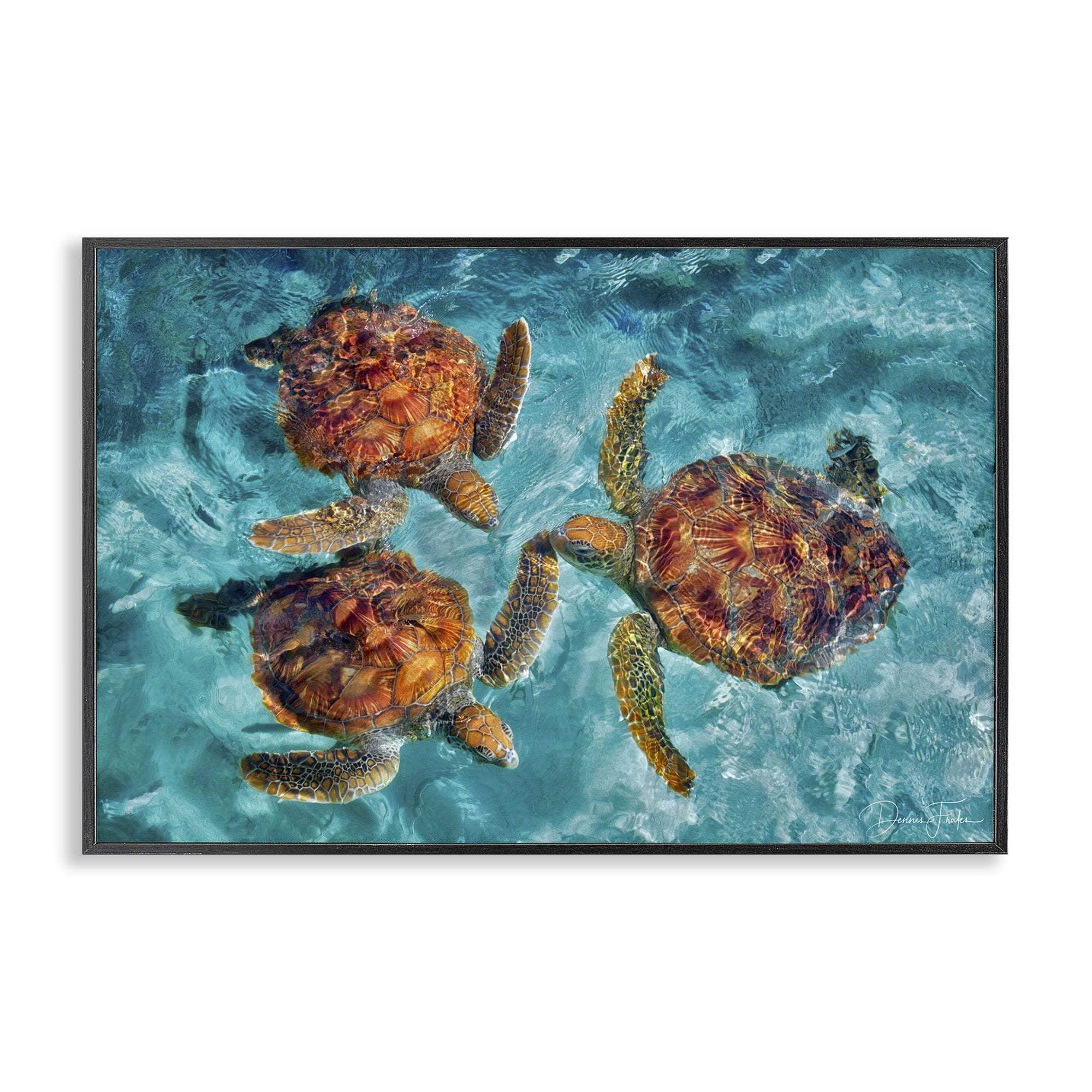 Swimming Tortoise Trio Black Framed Giclee Art Print, 18 x 12