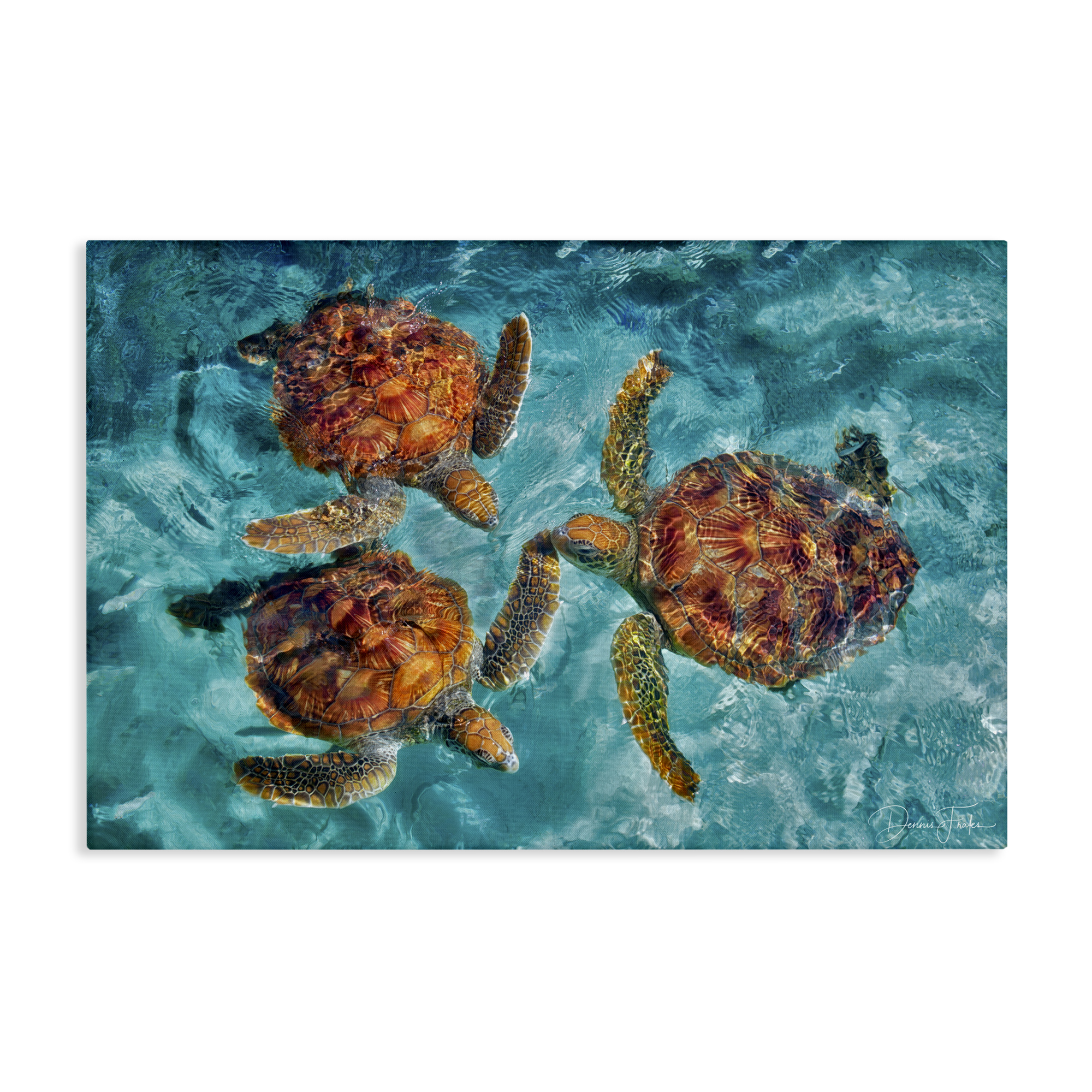 Stupell Industries Swimming Tortoise Trio Animals & Insects Painting Gallery Wrapped Canvas Art Print Wall Art, 24 x 16